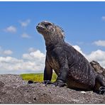 king of Galápagos