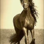 King of Horses....