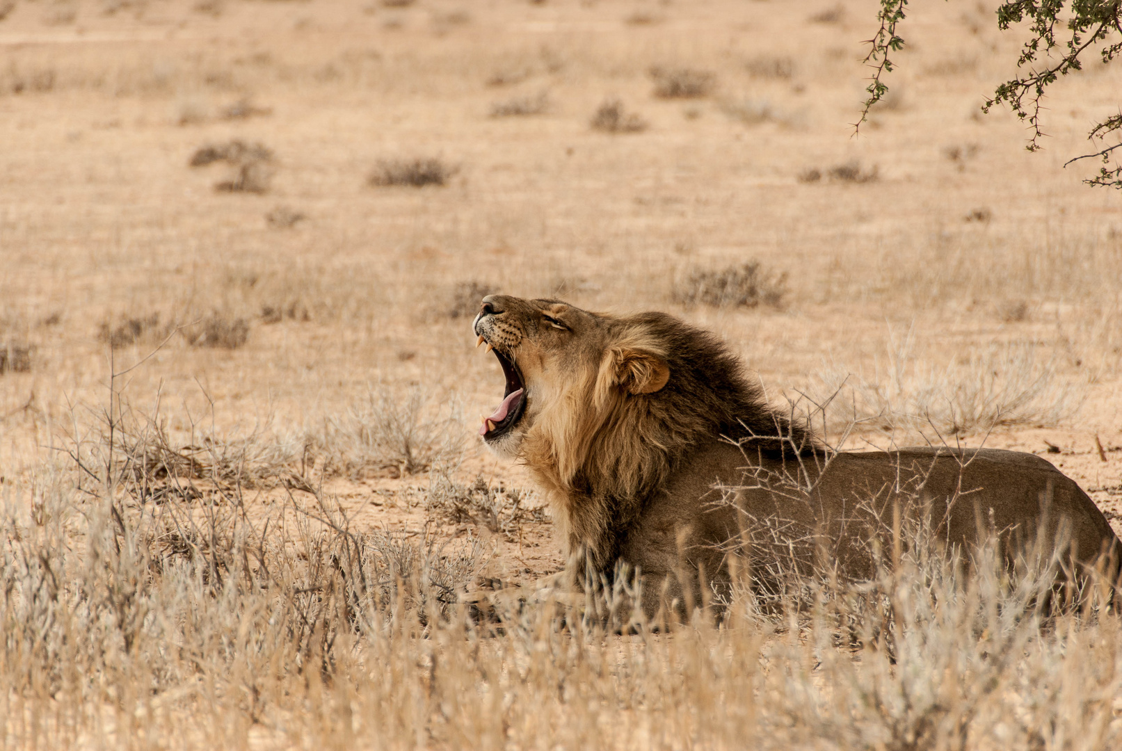 King of Kalahari I