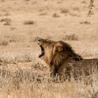 King of Kalahari I