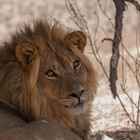 King of Kalahari III