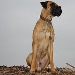 King of Mulch Mountain