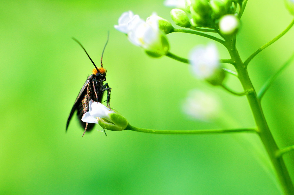 "King of my flower !"