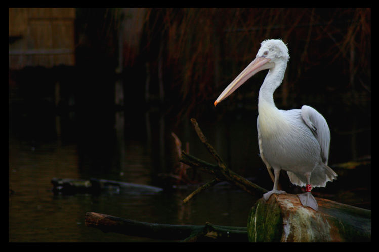 King of rotten Island