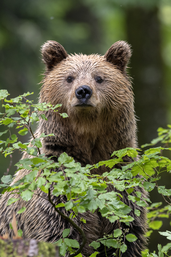 King of Slovenian forests