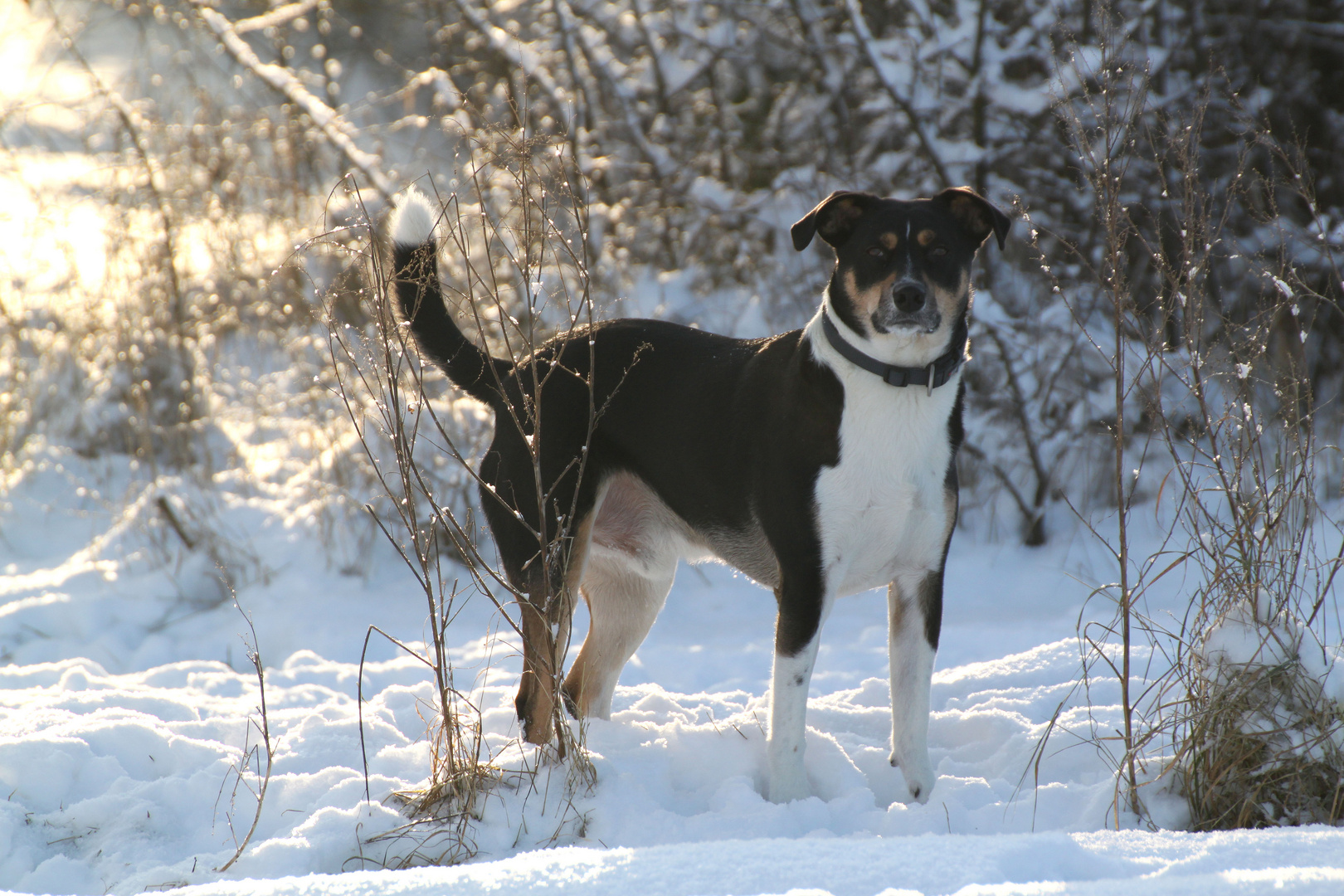 King of snow