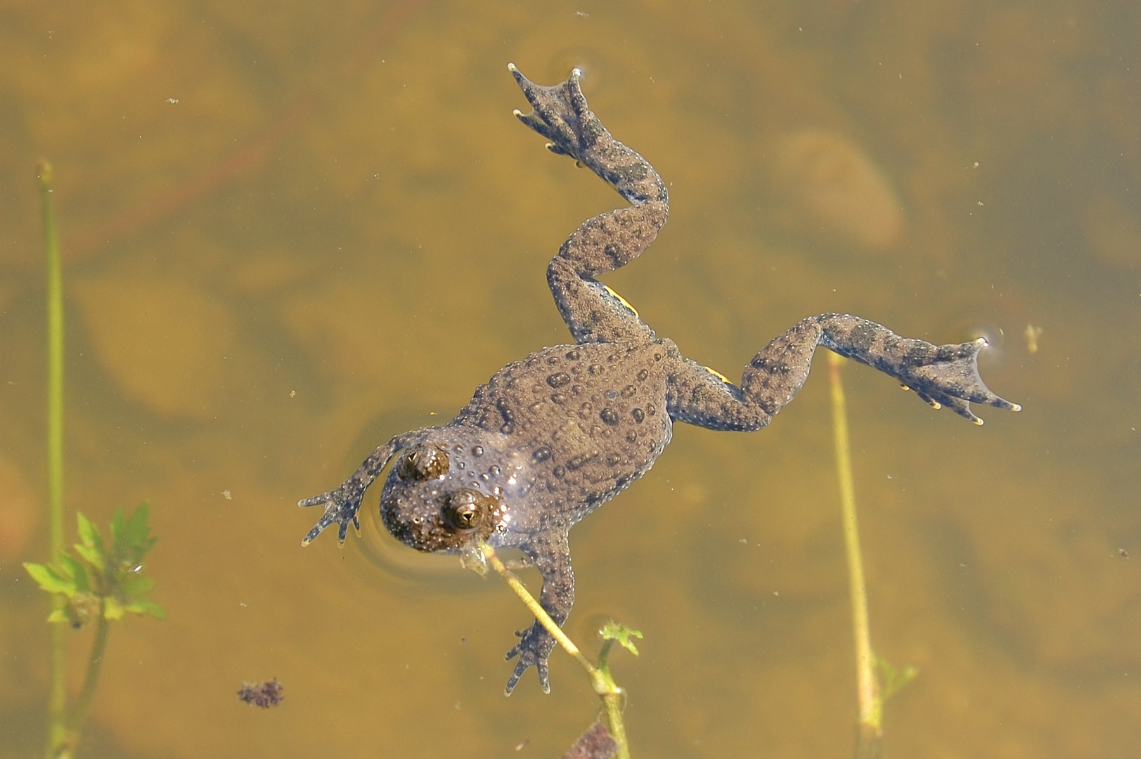 King of Teich