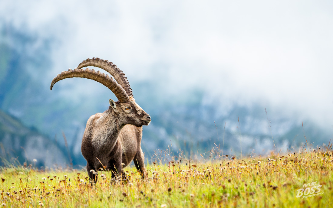 King of the Alps