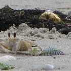 King of the Beach