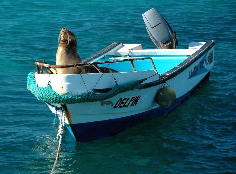 King of the Boat