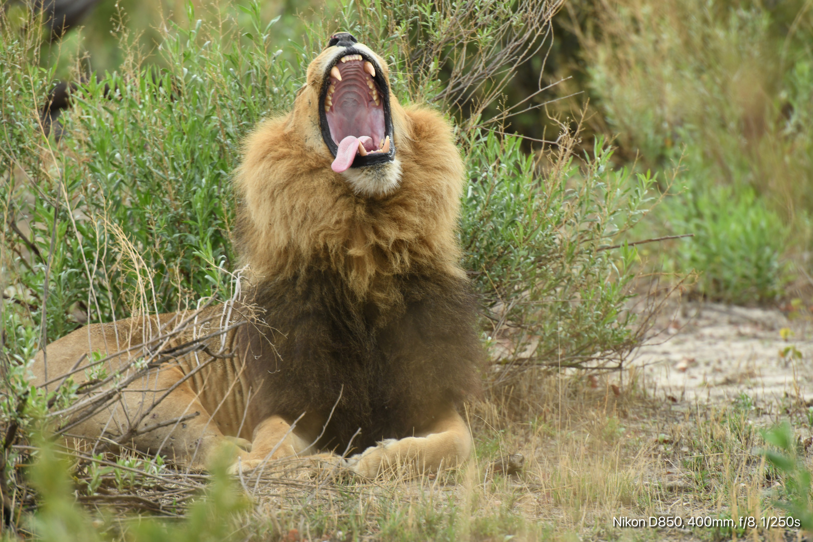 - King of the bush -