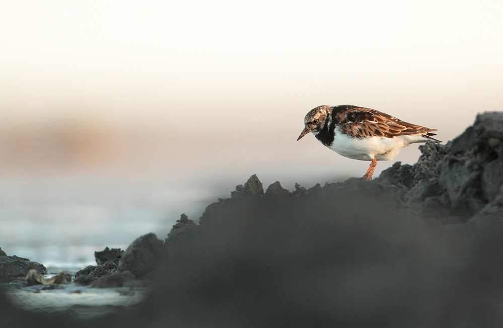 King of the Coast