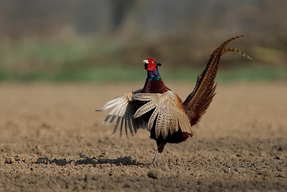 King of the field