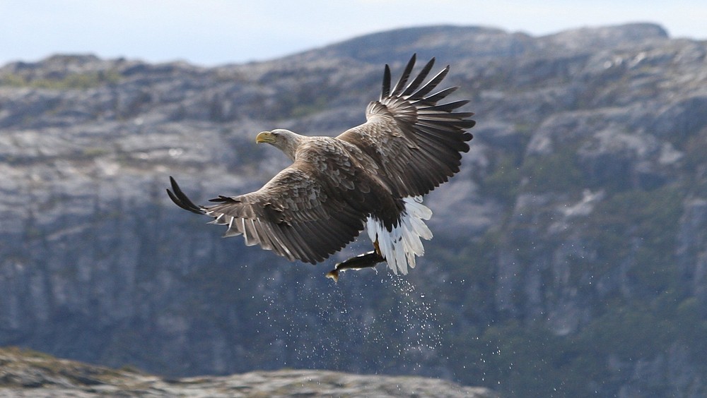 King of the Fjord