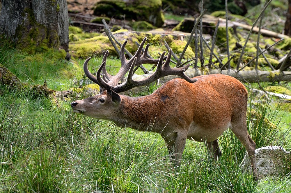 King of the forest