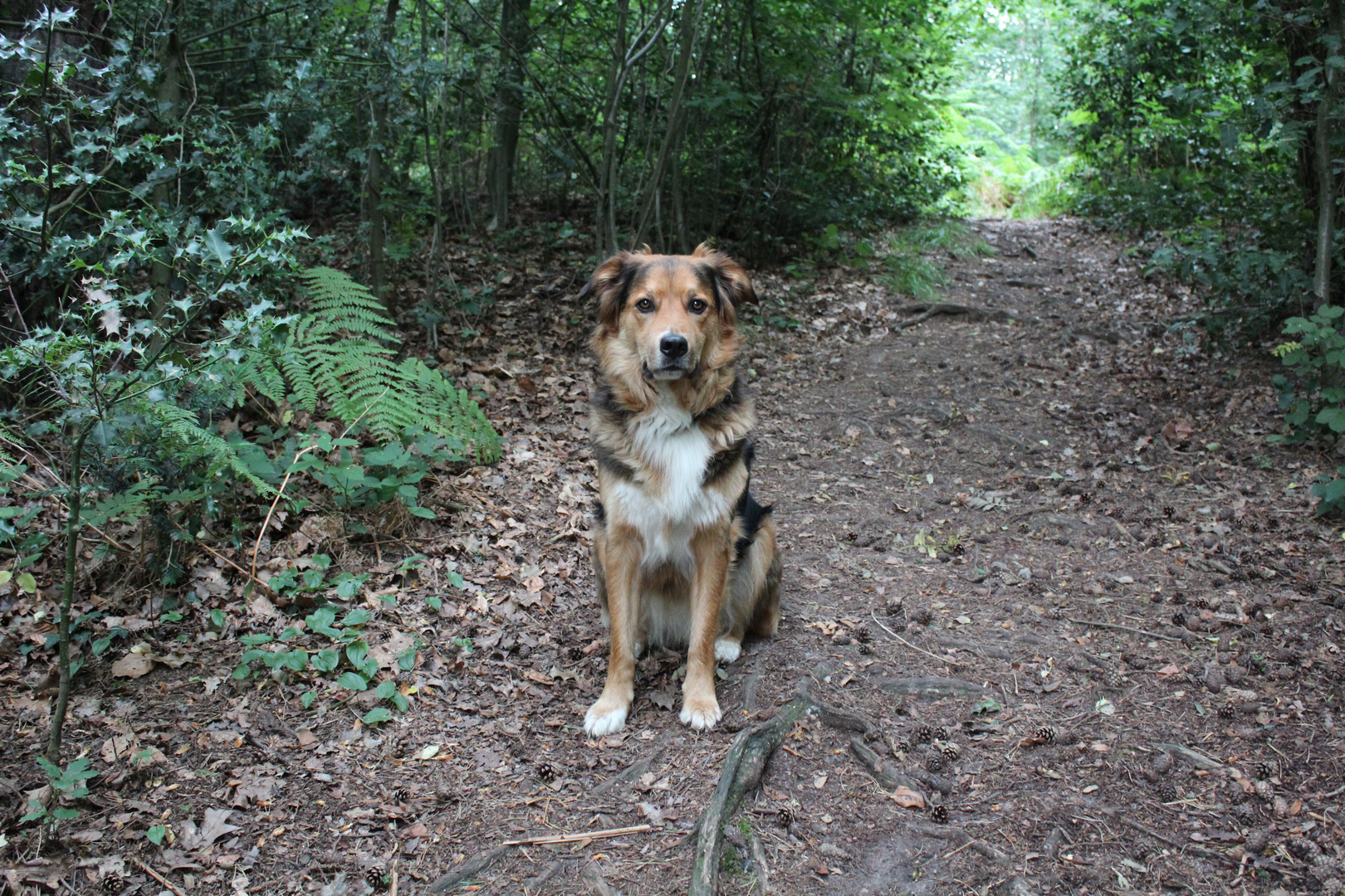 King of the Forest