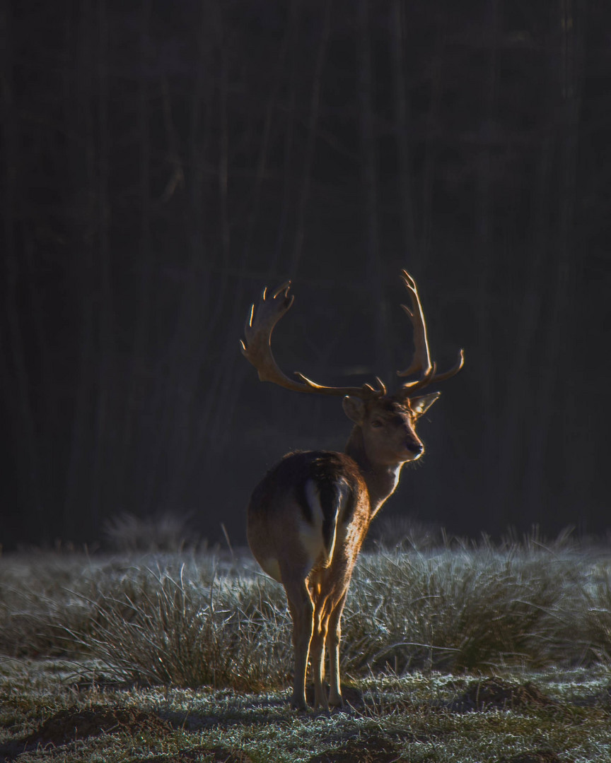 King of the forest