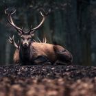 King of the forest