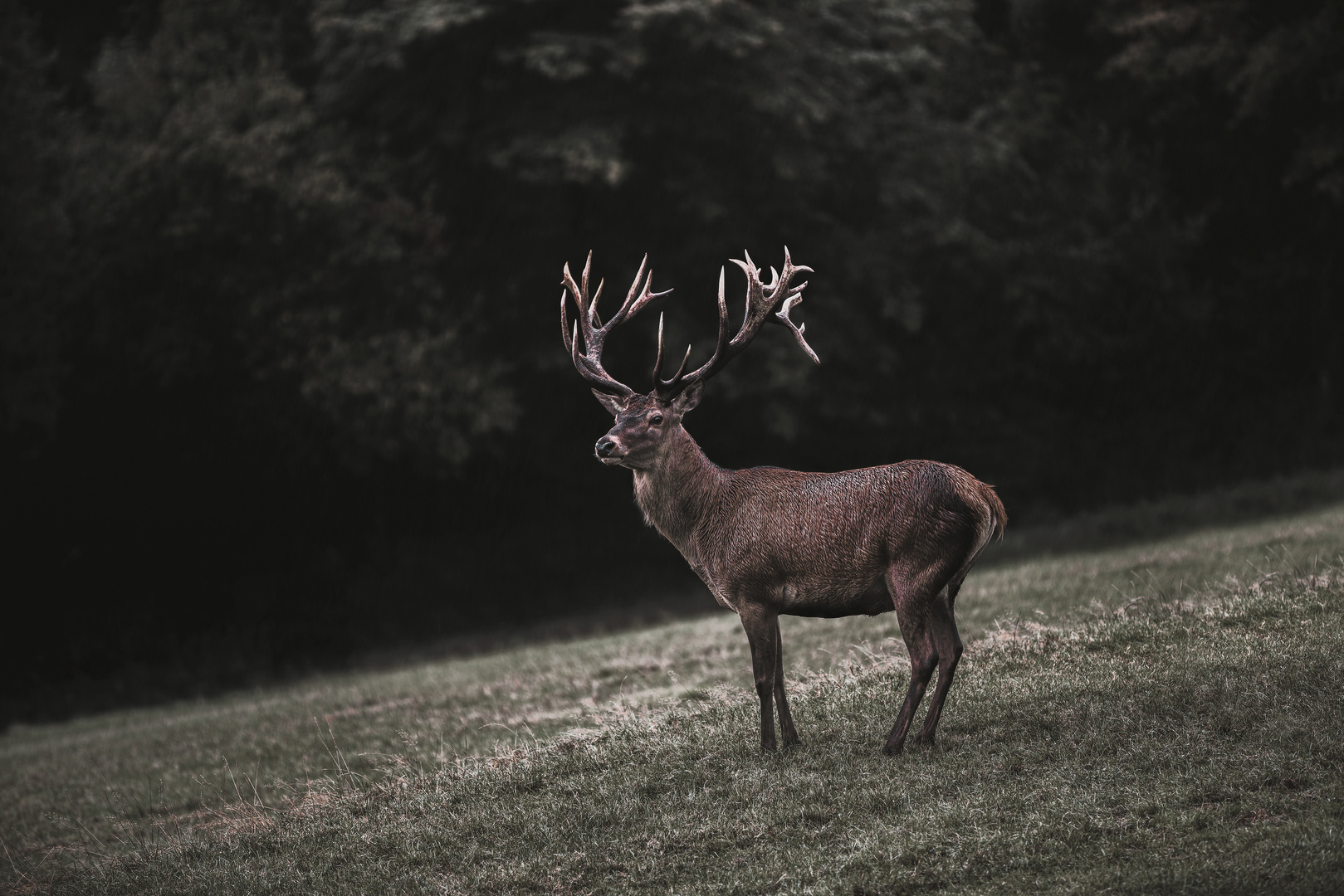 King of the Forest