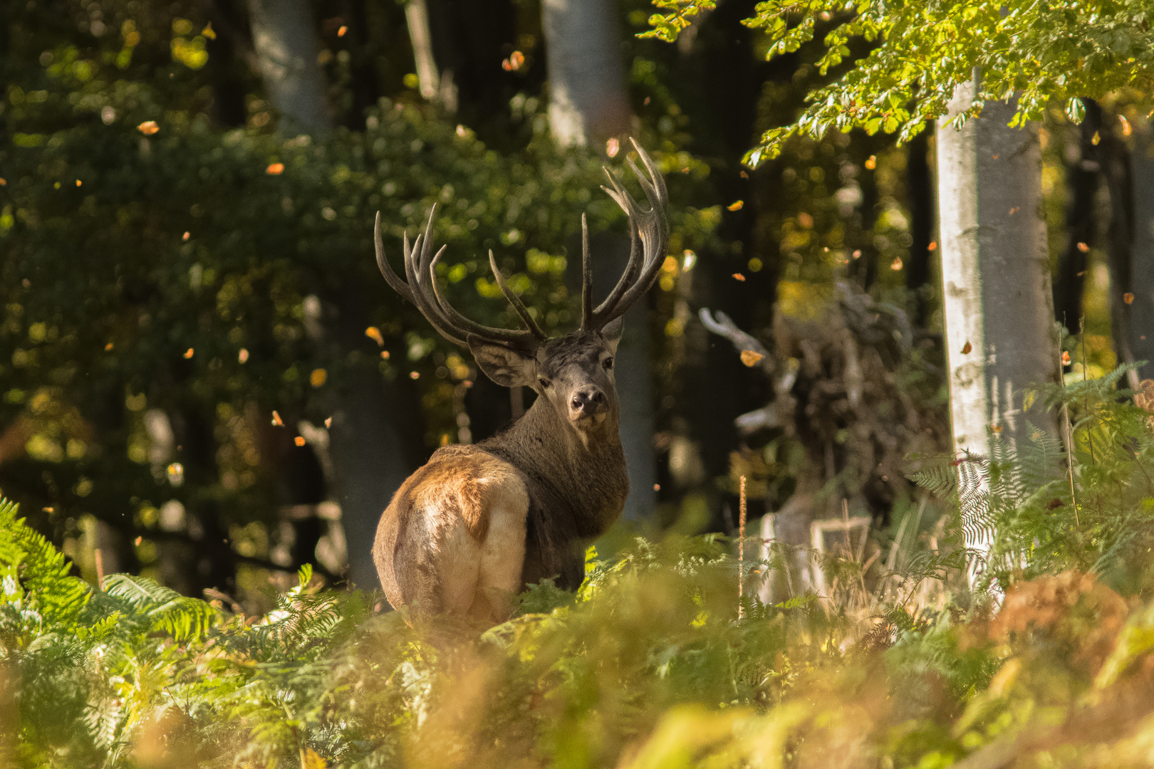 King of the forest