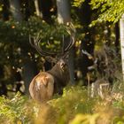 King of the forest