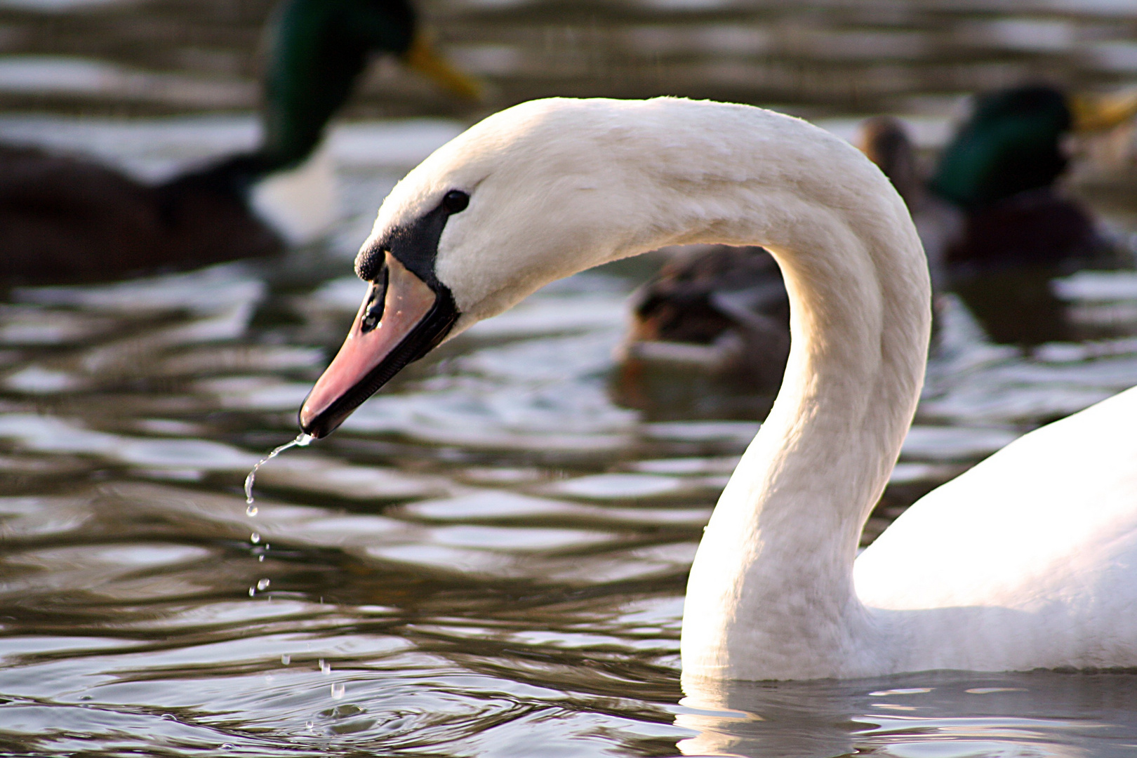 King of the "Heidesee"