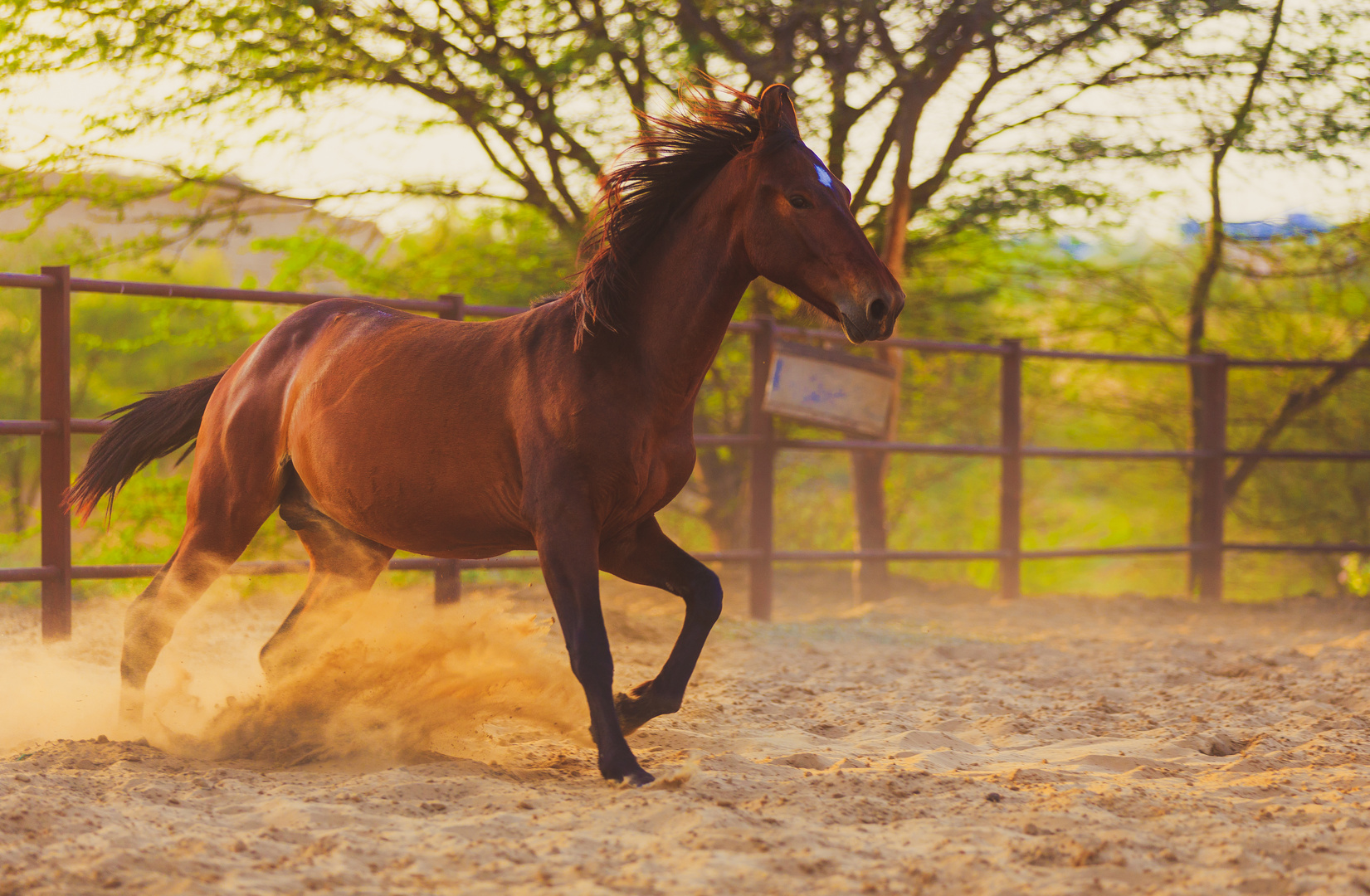 King of the horses