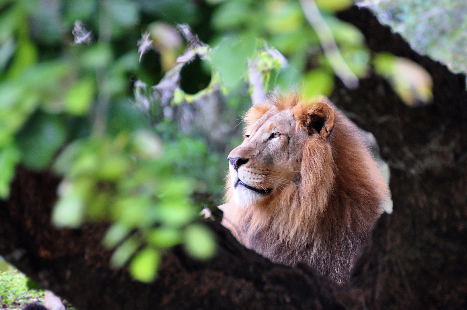 King of the Miami Zoo