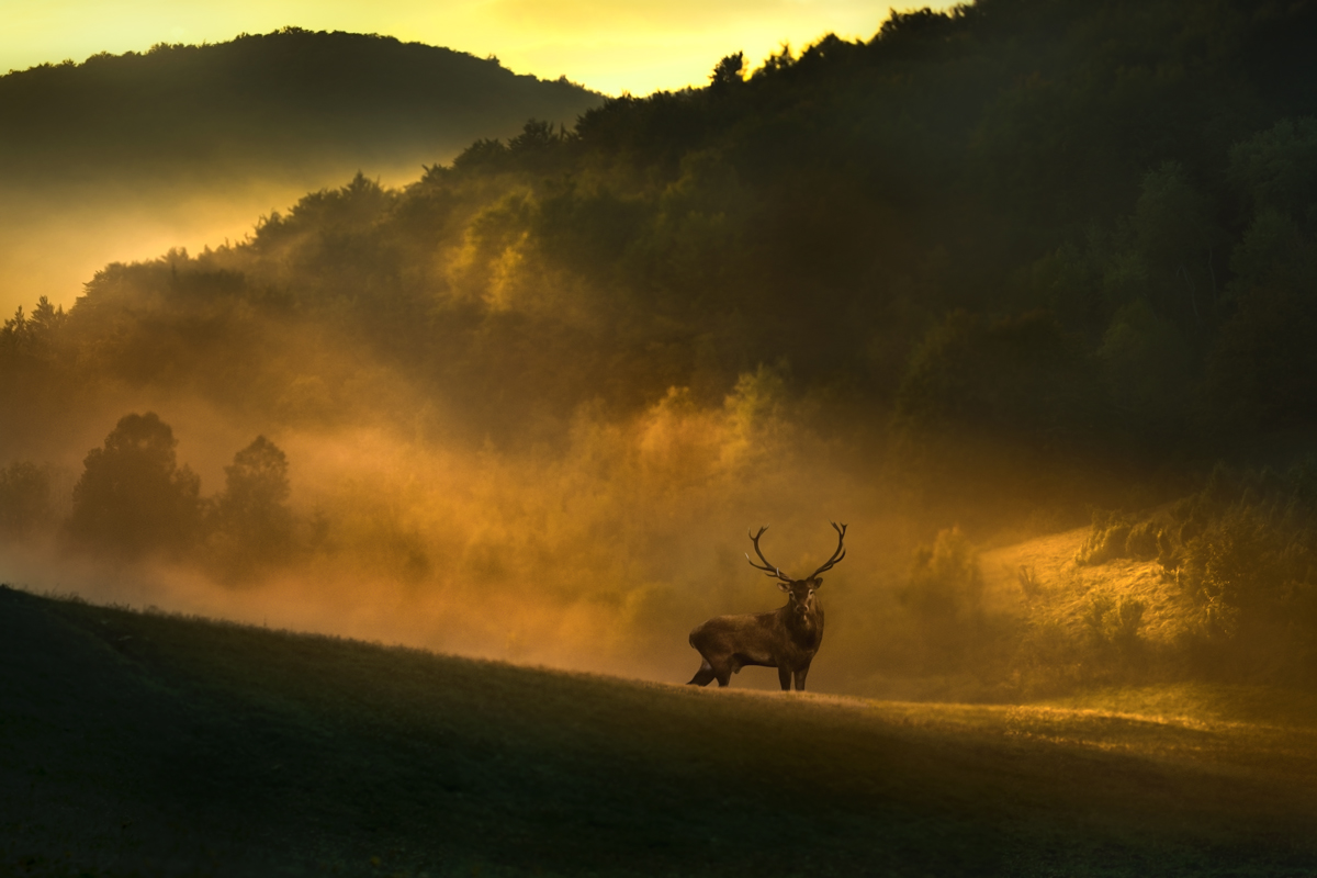 King of the NP Plitvice Lakes