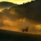 King of the NP Plitvice Lakes