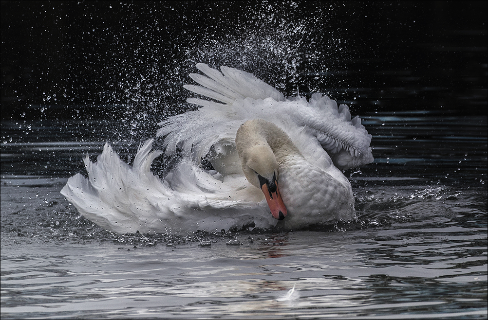 King of the river 