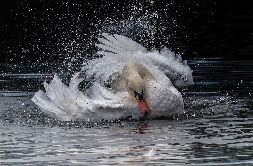 King of the river 