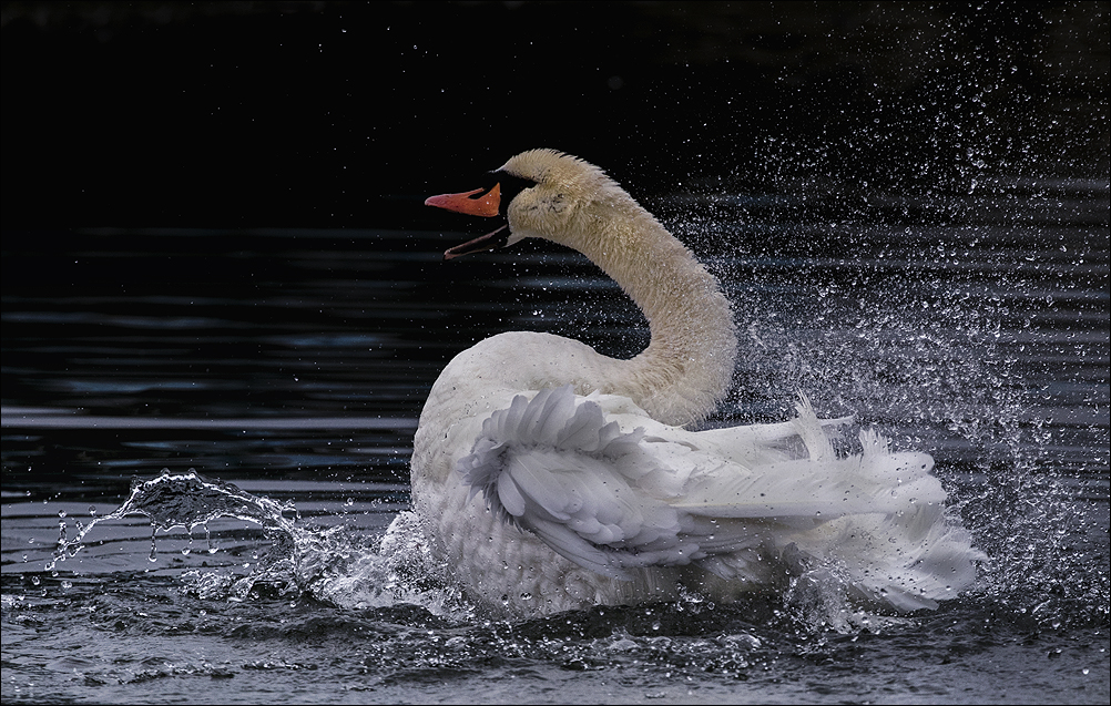 King of the River **