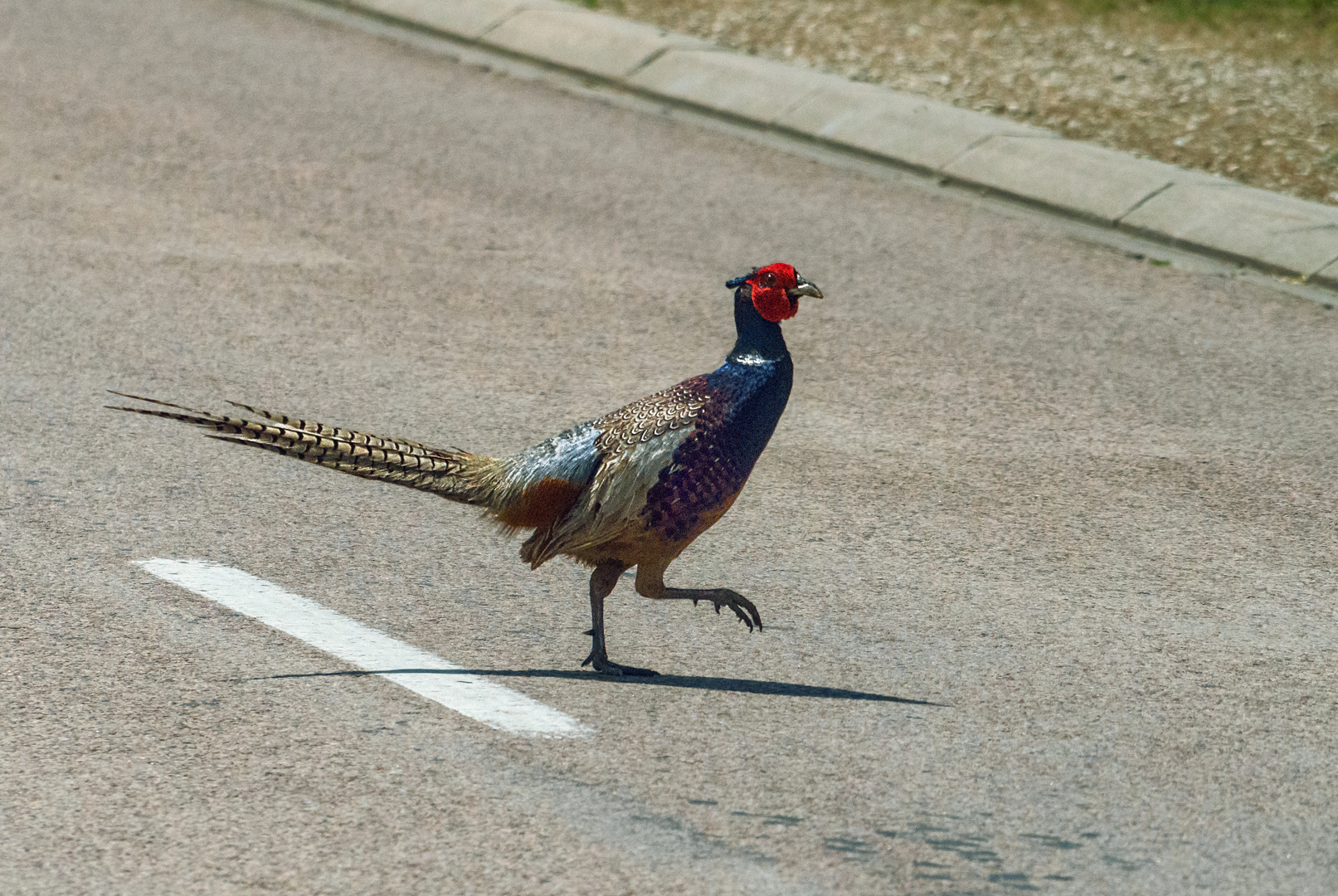 King of the road