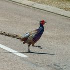 King of the road