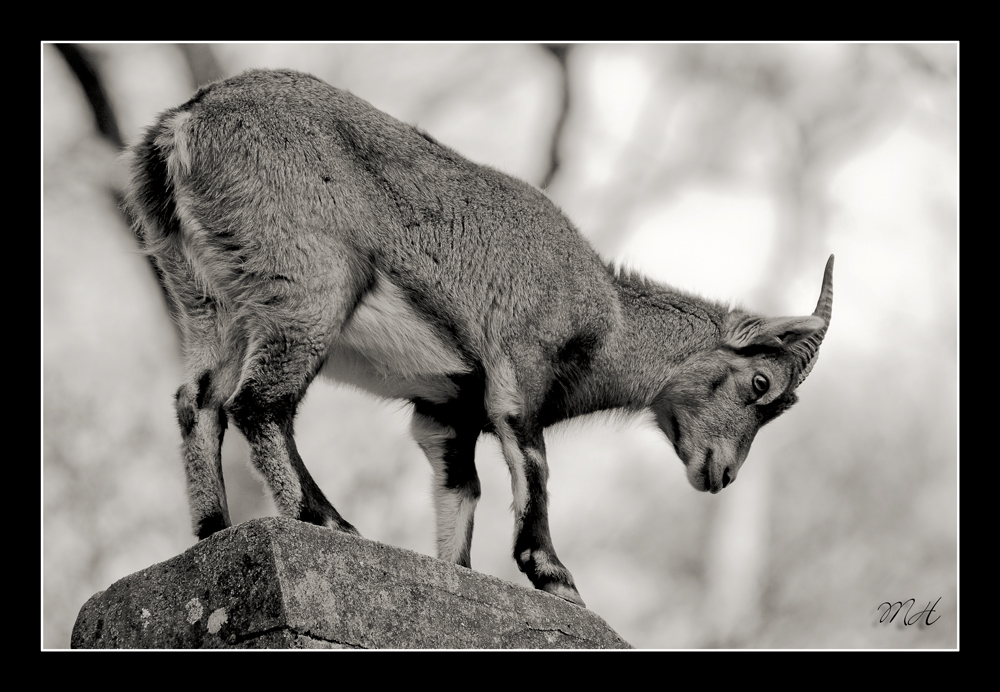 King of the Rock