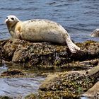 King of the Rock