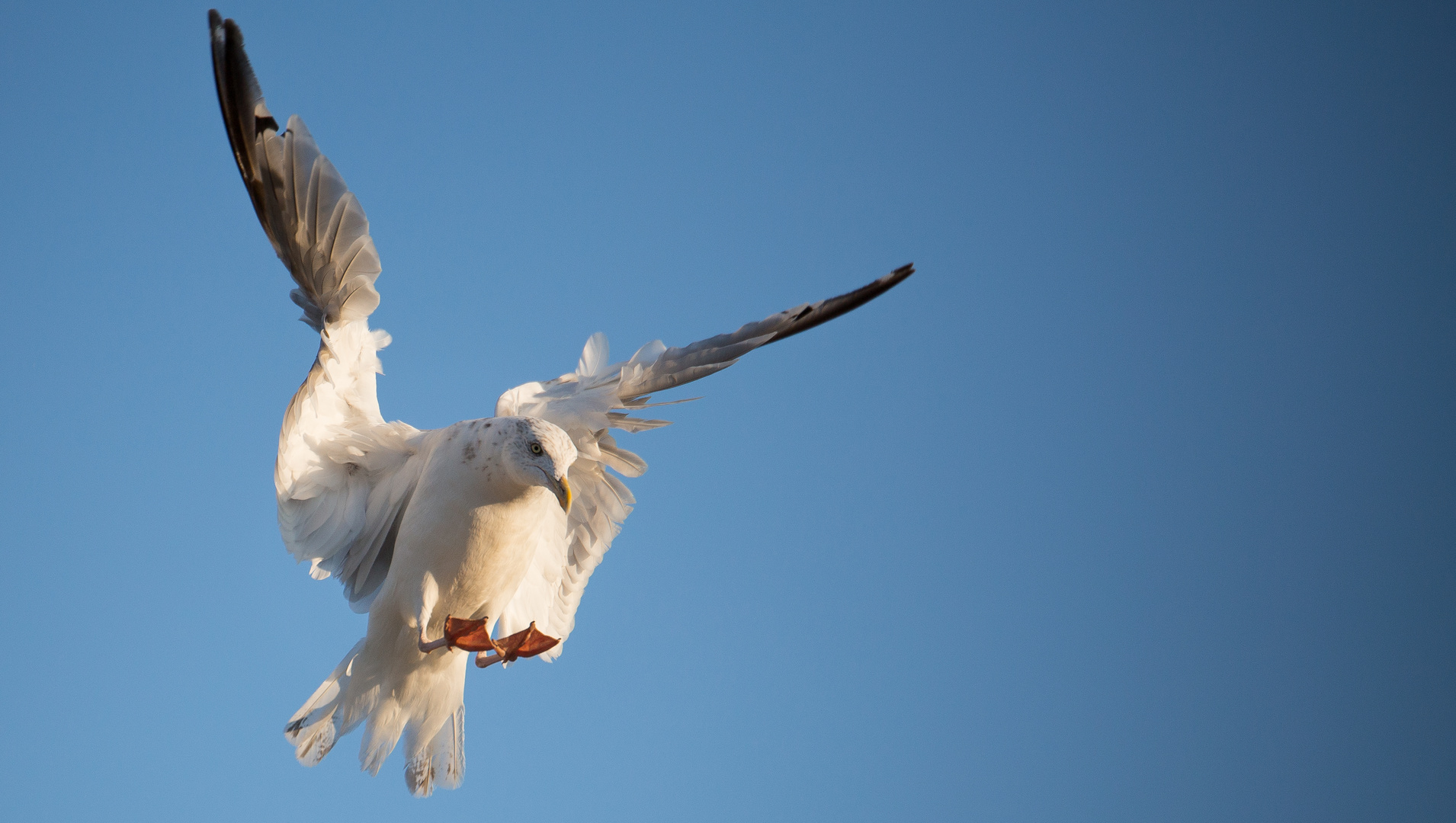 King of the Sky