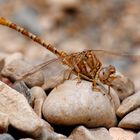 ~ King Of The Stone Age ~ (Onychogomphus costae, m)