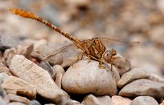~ King Of The Stone Age ~ (Onychogomphus costae, m)