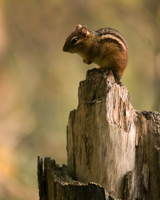 King of the Stump