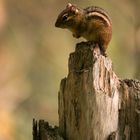 King of the Stump