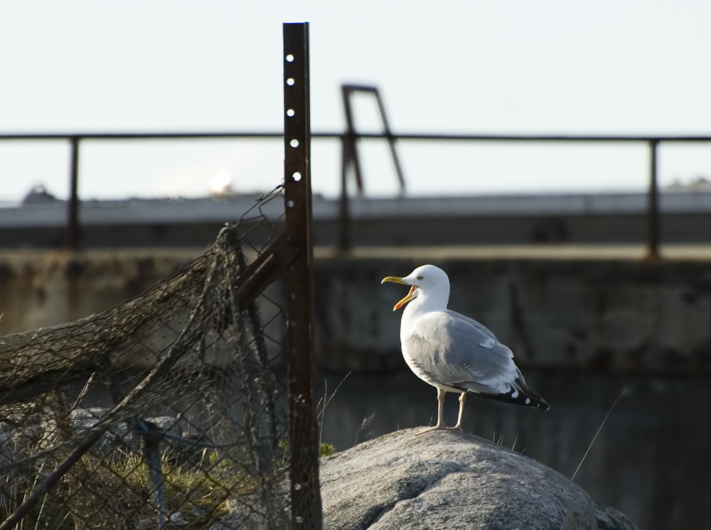 King of the (this) rock!