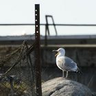 King of the (this) rock!