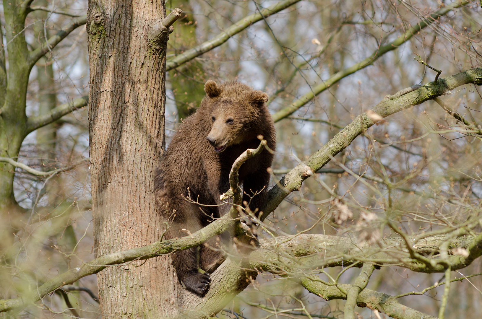 King of the trees