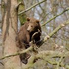 King of the trees