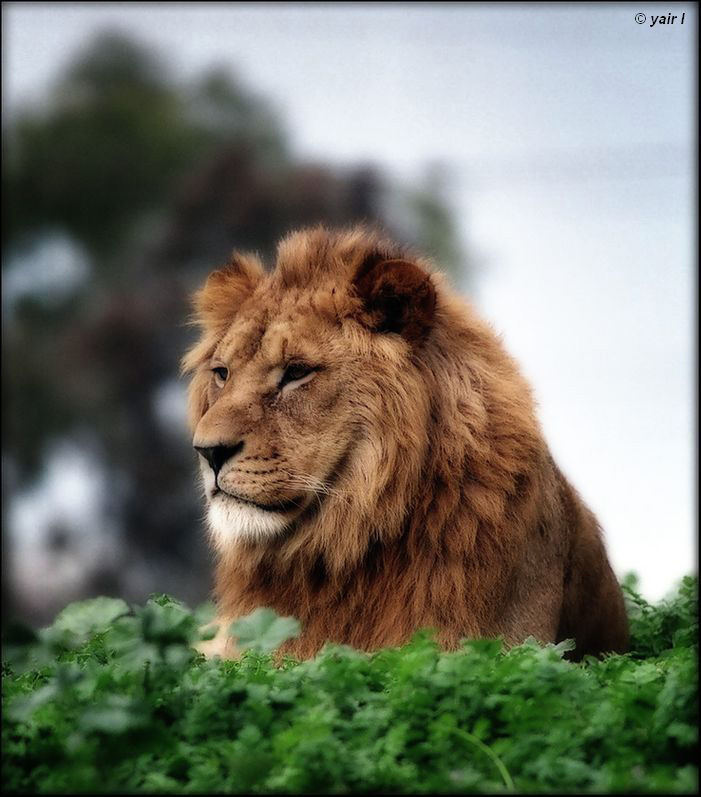 KING OF THE WEEDS..