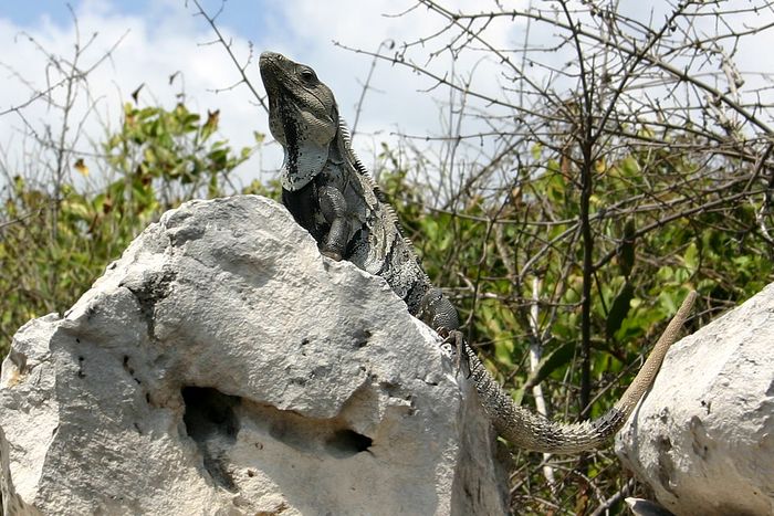 King of Tulum