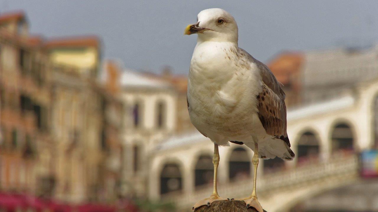 king of Venezia