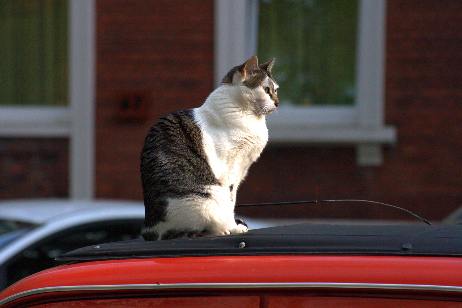 King on the Roof